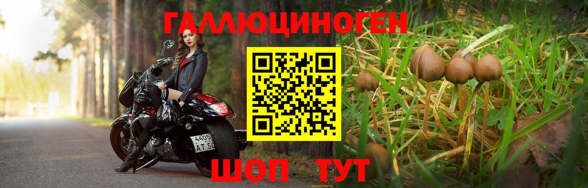 Галлюциногенные грибы Psilocybe Советская Гавань